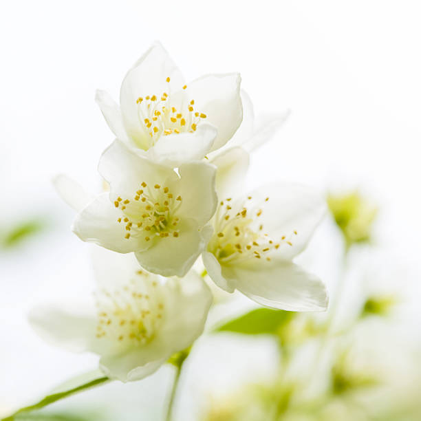 istock White jasmine flower blooming in a field 162534970