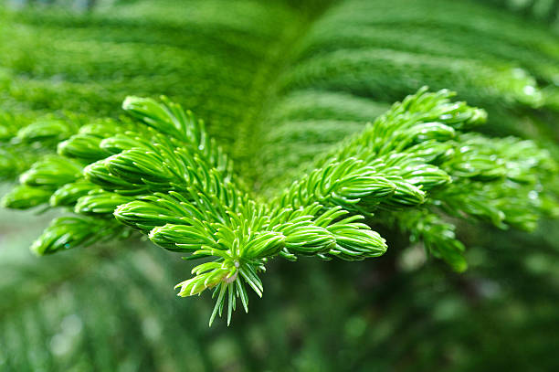 Green pine liście – zdjęcie