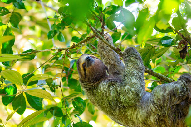 istock Brown-Throated Three-Toed Sloth (Bradypus variegatus) 1625358710