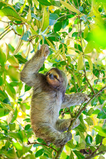 istock Brown-Throated Three-Toed Sloth (Bradypus variegatus) 1625359234