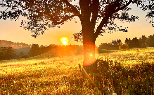 Meadow with hill and tree at dawn