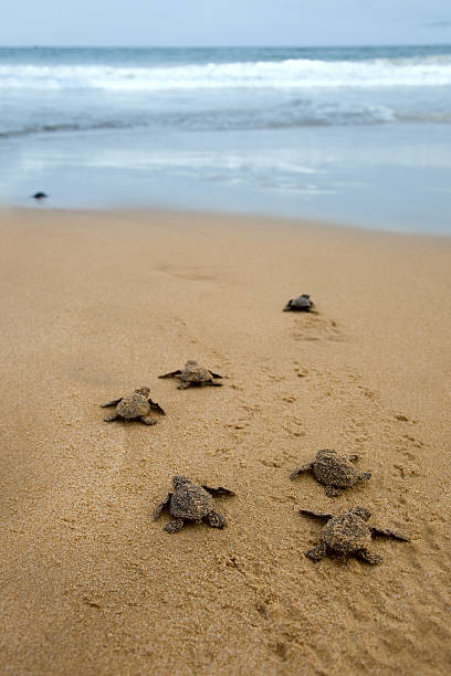 istock Baby turtles making it's way to the ocean 162537857