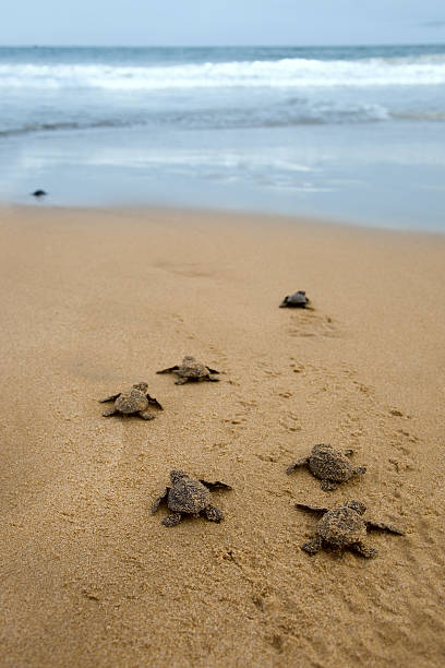 chá de tartarugas fazendo é o caminho para o mar - hatchling - fotografias e filmes do acervo