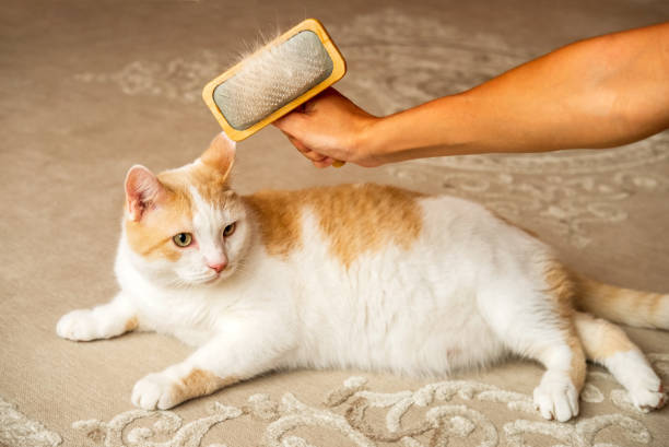 istock Domestic cat lies on floor while combing its fur. 1625381654