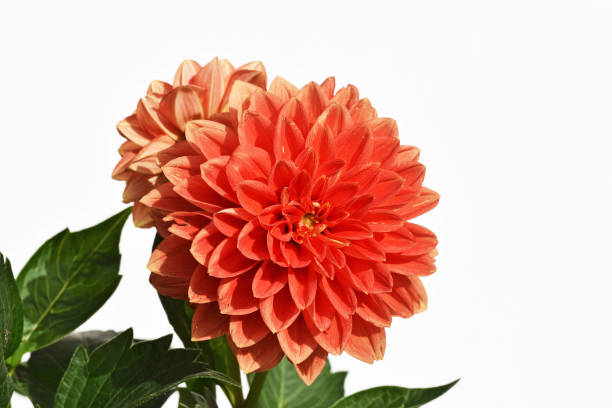 istock Beautiful dahlia flower 1625396244