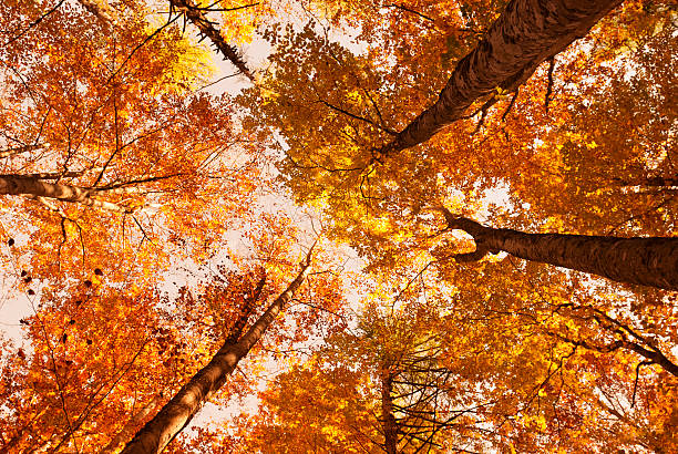 istock Autumn orange tree in the forest - low angle view 162540142