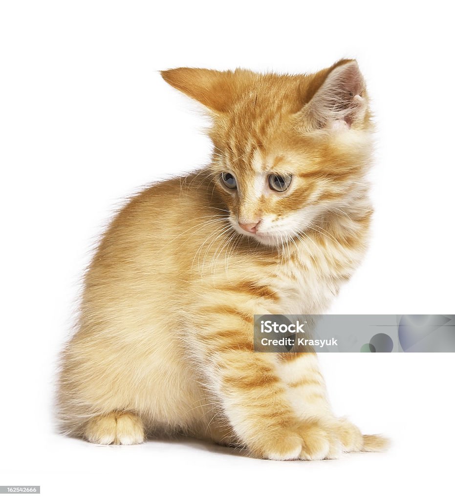 Gato rojo - Foto de stock de Almohadillas - Pata de animal libre de derechos