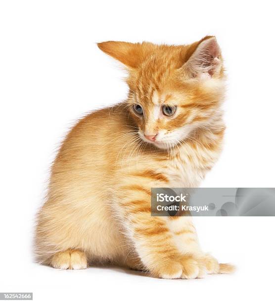 Gato Rojo Foto de stock y más banco de imágenes de Almohadillas - Pata de animal - Almohadillas - Pata de animal, Animal, Animal doméstico