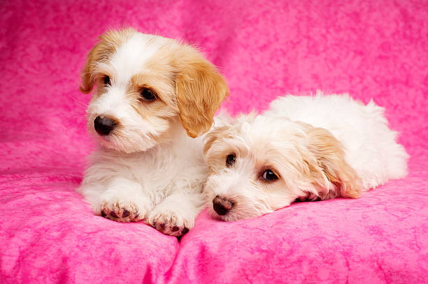 istock Two puppies laid on a pink background 162542791