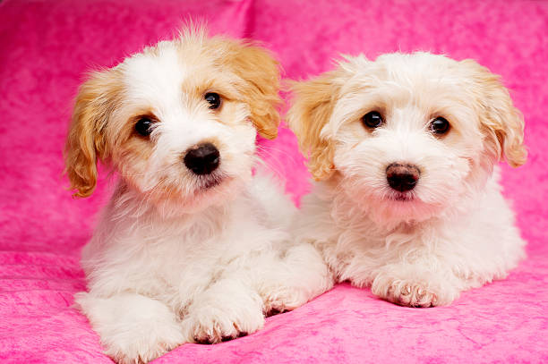 istock Two puppies laid on a pink background 162542794