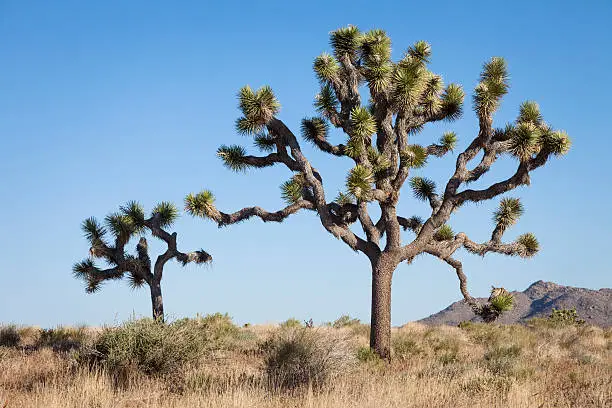 Two Joshua Trees, Yucca brevifolia, Joshua Tree National Park, California, USA
