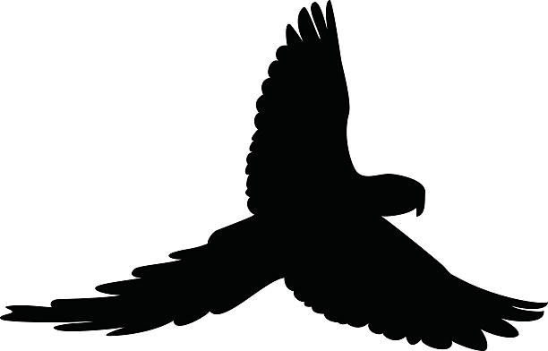 ilustraciones, imágenes clip art, dibujos animados e iconos de stock de pájaro silhouete - loro