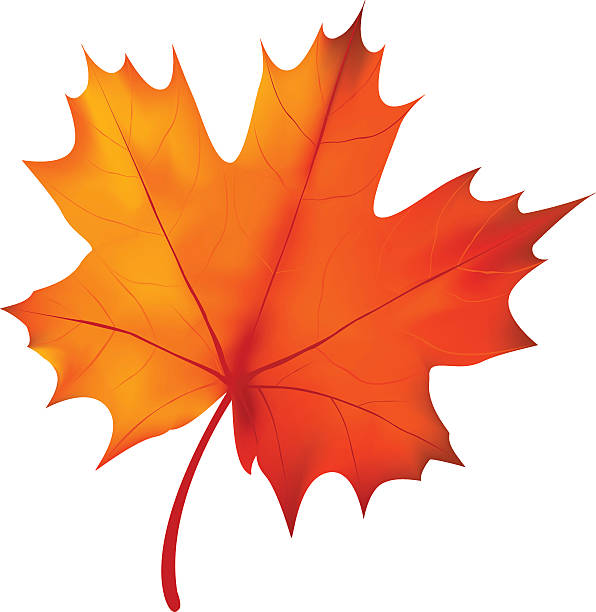 leaf - maple leaf leaf autumn single object stock illustrations