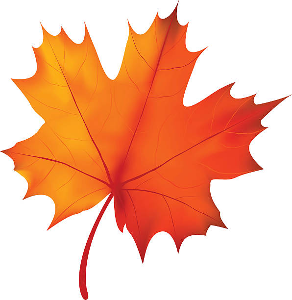 лист - maple leaf leaf autumn single object stock illustrations