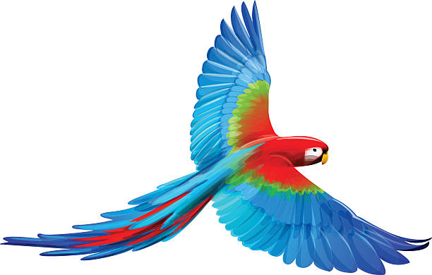 A cartoon Macaw with its wings spread out vector file of macaw parrot flying, eps10 file, transparency used. point of view illustrations stock illustrations