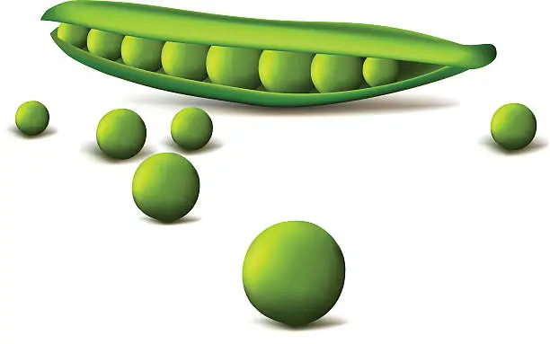 Vector illustration of peas