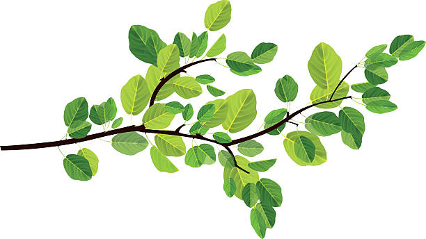 branch vector file of branch with leaves, transparency used, eps10 file green leaf white background stock illustrations