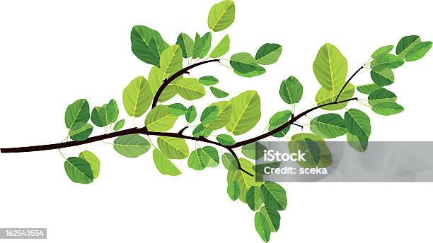 Branch Stock Illustration - Download Image Now - Tree, Branch - Plant Part, Leaf