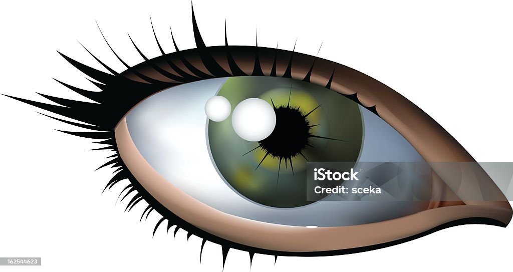 Contour des yeux - clipart vectoriel de Oeil libre de droits