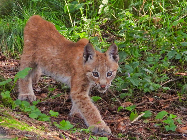 istock Lynx baby. 1625447711