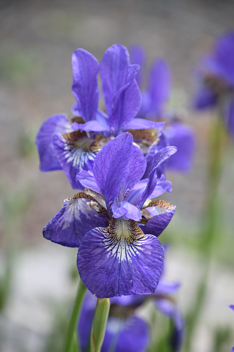 Pretty pair of blooming Siberian iris flower blossoms in a garden.