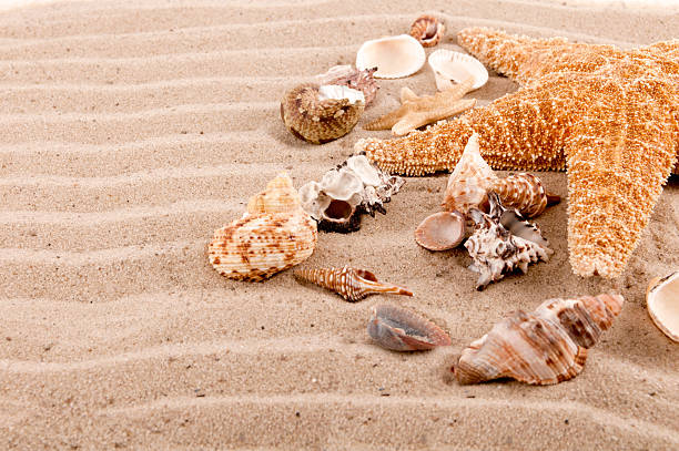 istock background of seashells and starfish on the beach sand 162545063
