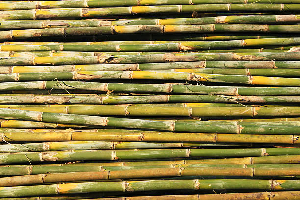 El bamboo. - foto de stock