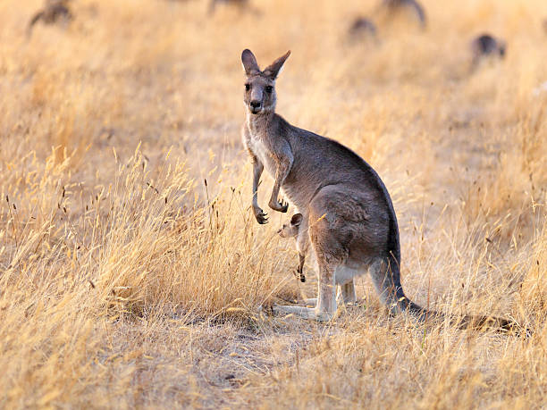 istock Kangaroo with Joey on the sunset 162545436