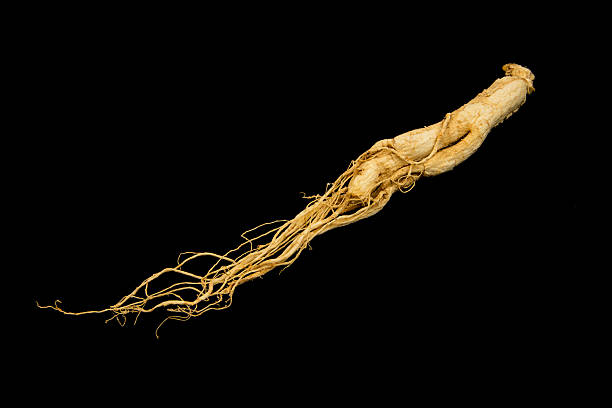 ginsengue - ginseng root herbal medicine panax imagens e fotografias de stock