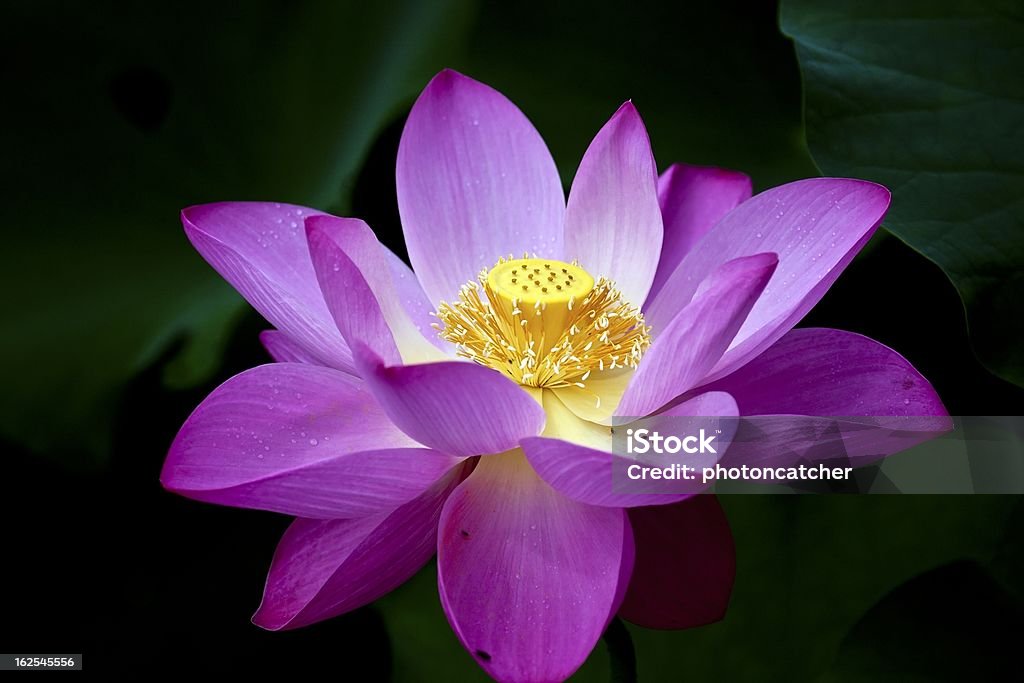 Éclosion d'une fleur de lotus - Photo de Allumer libre de droits