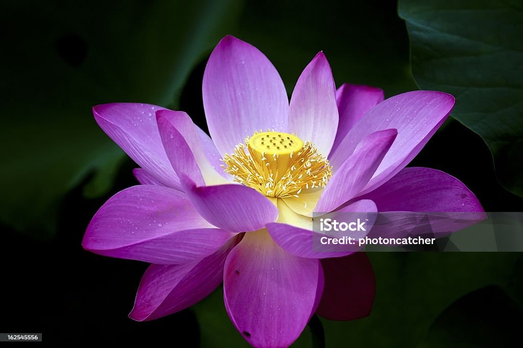 Fiore di loto - Foto stock royalty-free di Accendere (col fuoco)