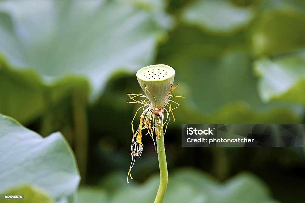 Lotus-Samen - Lizenzfrei Anzünden Stock-Foto