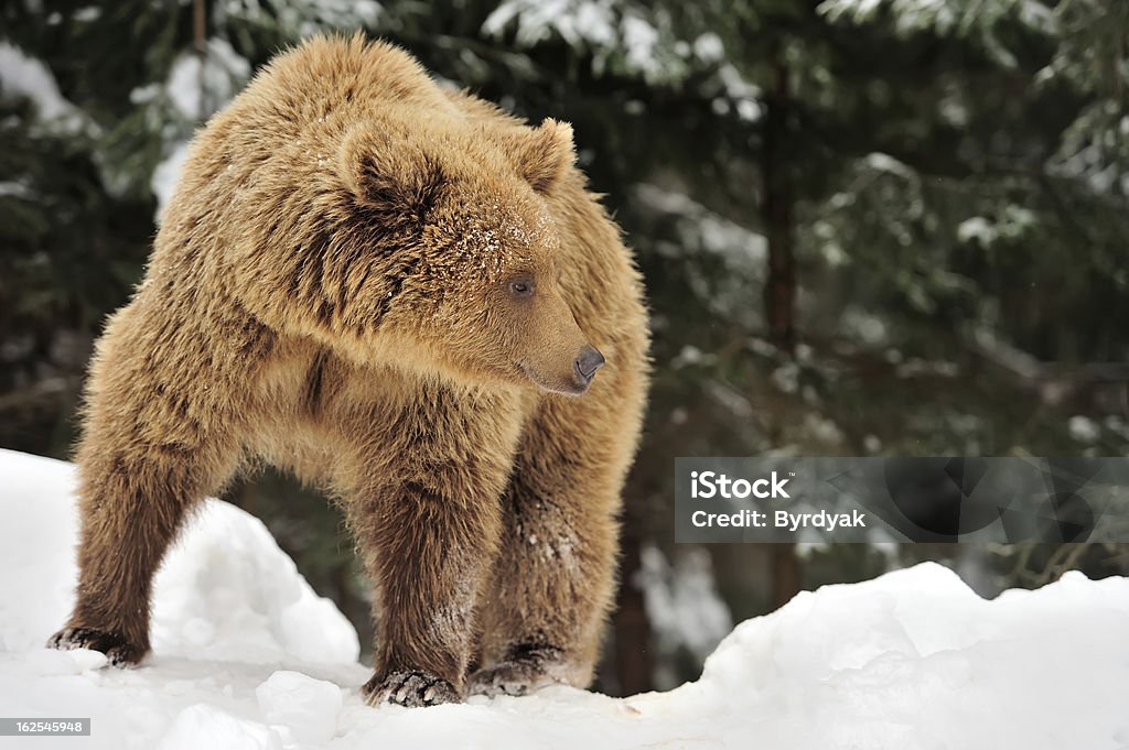 Bear Wild brown bear in winter forest Alaska - US State Stock Photo