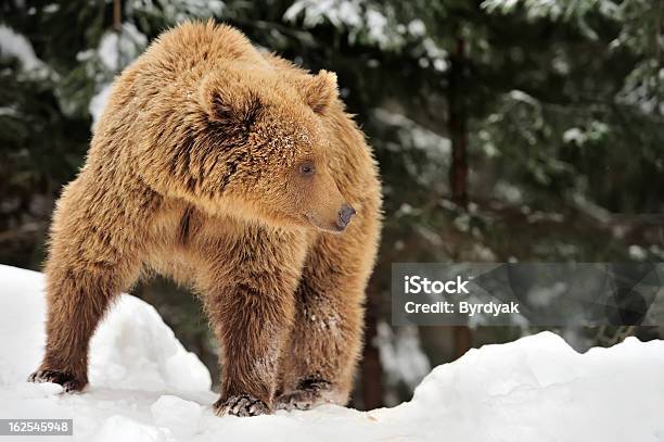 Bear Stock Photo - Download Image Now - Alaska - US State, Animal, Animal Hair