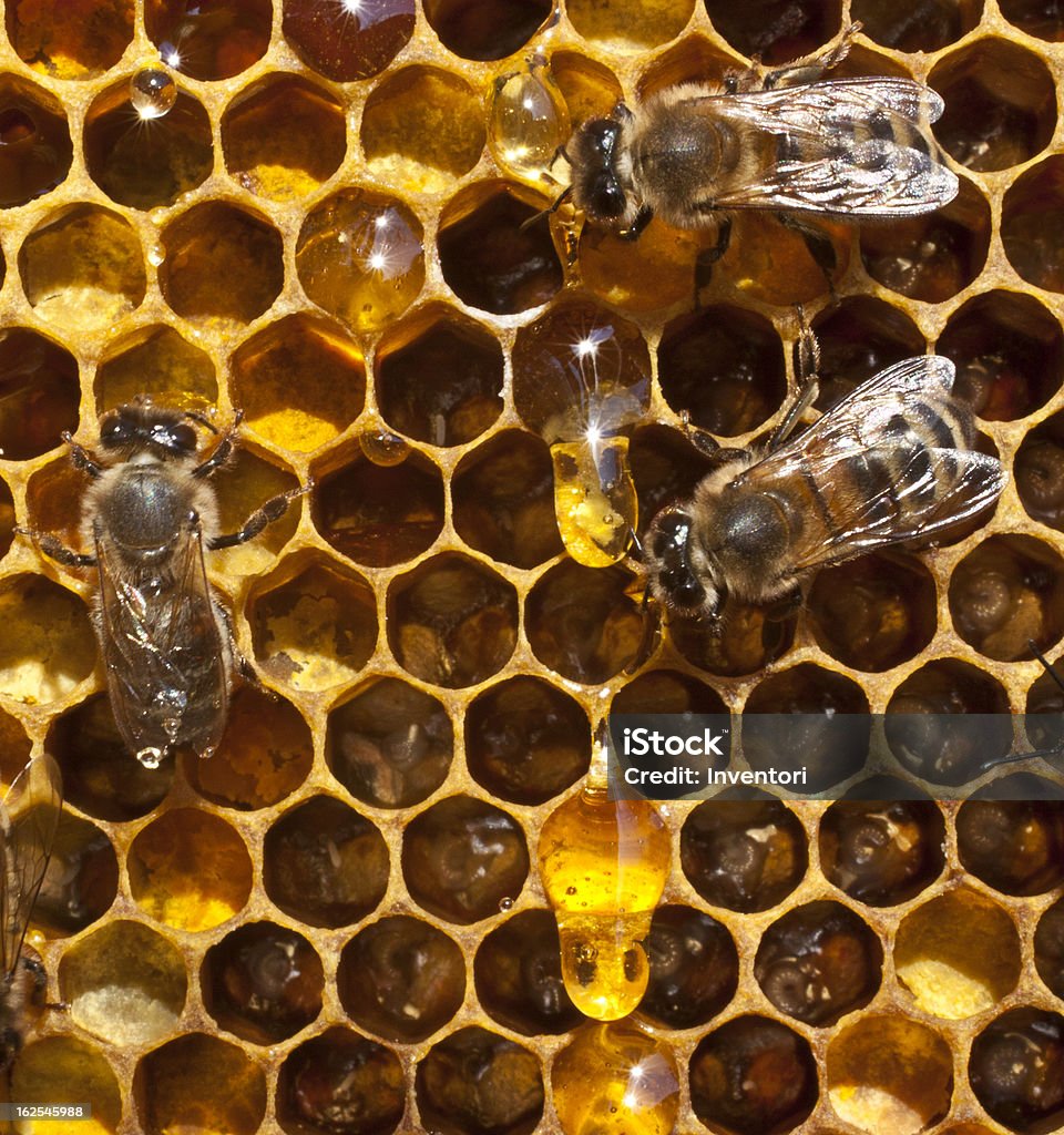 Gota de miel y abejas - Foto de stock de Abeja libre de derechos