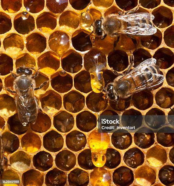 ドロップのハチミツとビース - しずくのストックフォトや画像を多数ご用意 - しずく, ハナバチ, ミツバチ