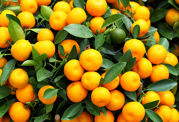 istock kumquat for chinese new year 162545995