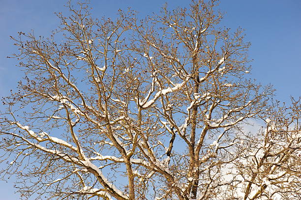 Winter tree with snow on the branches stock photo