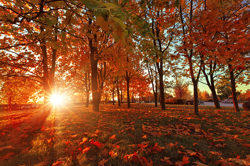 Autumn landscape. Autumn scene. Trees and leaves in the rays of sunlight