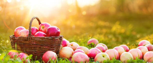 istock Apples in a basket outdoor. Sunny background 1625476981