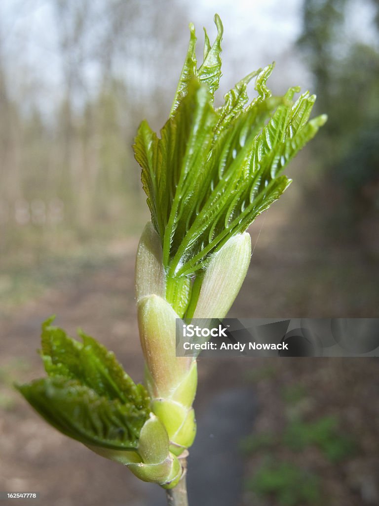 fresh bud abrir - Foto de stock de Aberto royalty-free