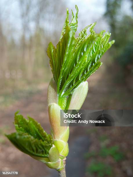 Foto de Fresh Bud Abrir e mais fotos de stock de Aberto - Aberto, Abrindo, Acer Negundo