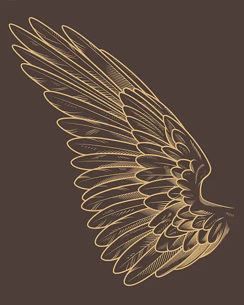 Vector illustration of Detailed Bird Wing