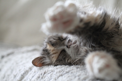 Beautiful young silver babby British Kitten Sleeping