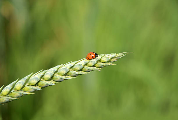 marienkäfer auf die ohren - ladybug wheat nature insect stock-fotos und bilder