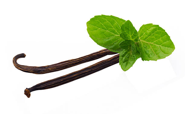 Vanilla sticks and leaf of mint stock photo