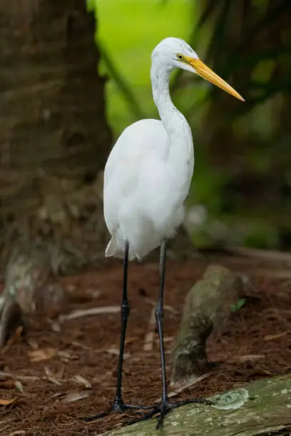 Great Egret standing in the trees