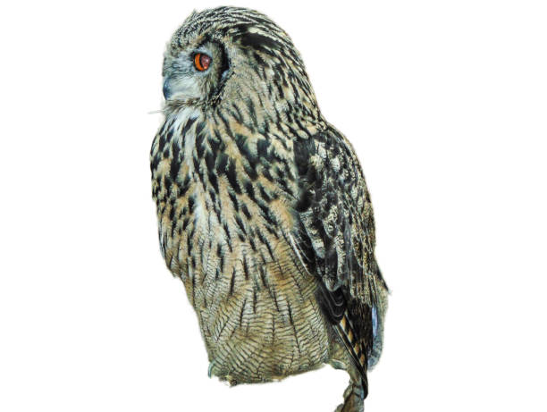 istock Eurasian eagle owl (Bubo bubo) isolated on white 1625506782