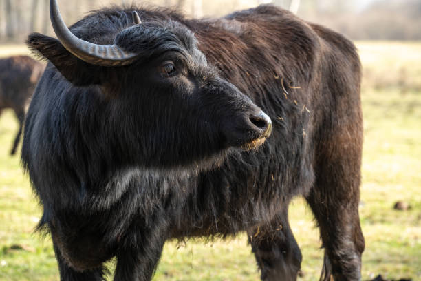 istock Carpathian water buffalo on the meadow 1625509388