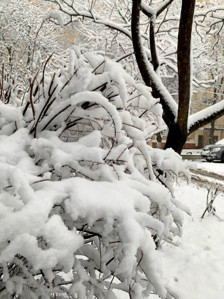 istock Snow-covered branches of urban trees after a heavy snowfall. 1625527262